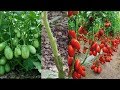 Tomato grafting on eggplant  agri cambo 