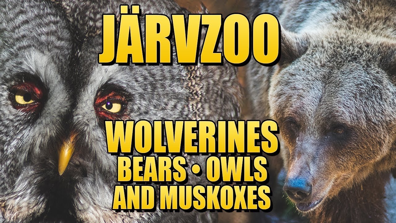 Wolverines, Wolves and Bears at Järvzoo 2018 - Järvsö Travel Guide