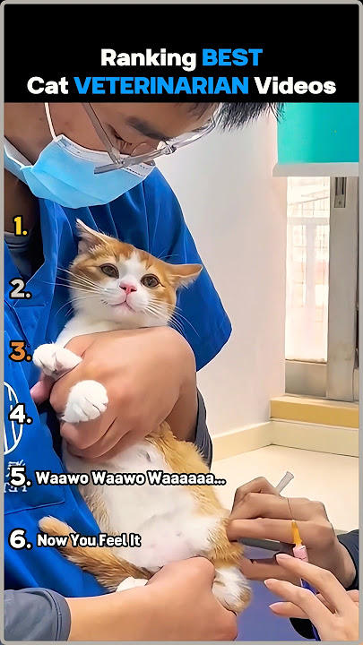Ranking Best Cat Veterinarian Videos
