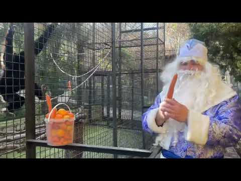 Видео: Дед Мороз принес подарки гиббончику Гоше!
