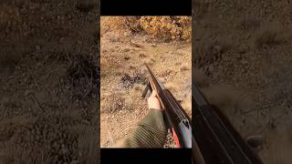Невероятный снимок кролика крупным планом!#охота #rabbithunting#chasse #wildlife