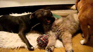 Sarplaninac Plays With Staffordshire Bullterrier - Alfie Plays With Leas