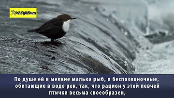 Водяной воробей
