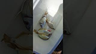 🎣✅ Ψάρεμα:Light casting με ποικιλία!!!