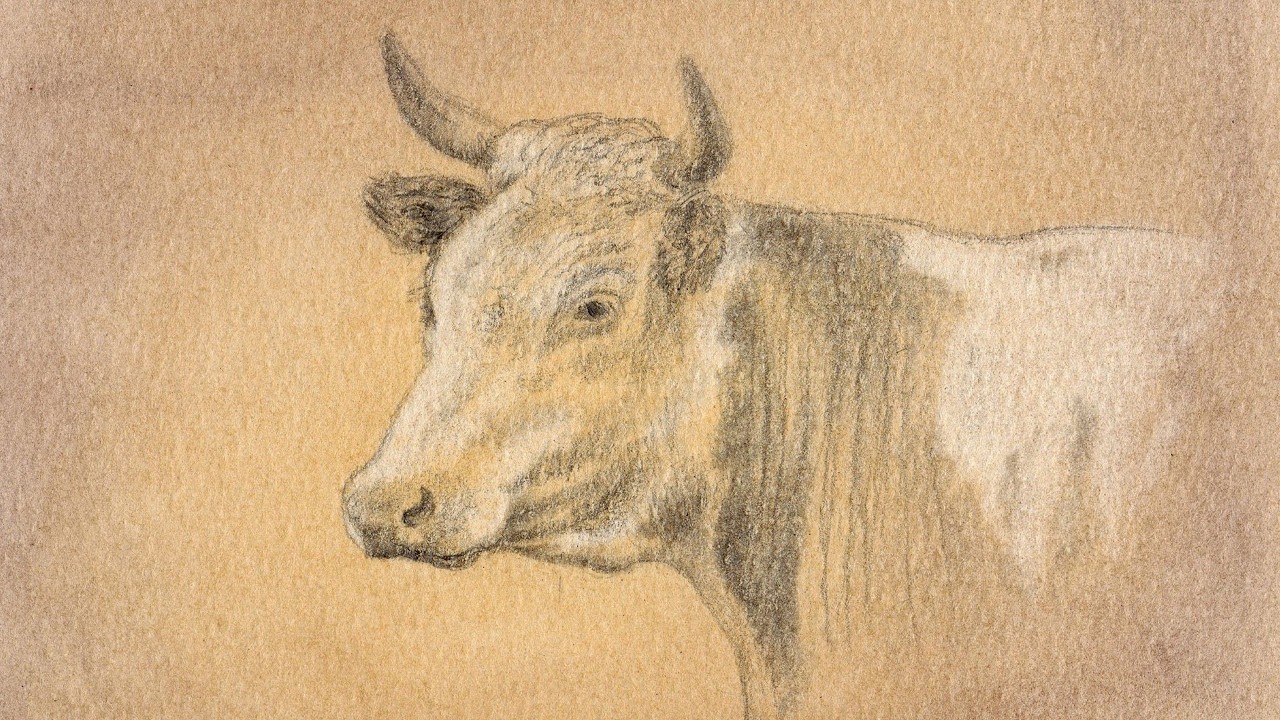 Pencil Drawing Sketch of a Cow on Pastel Background