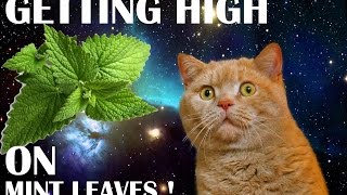 Cat is Getting high on Mint leaves?
