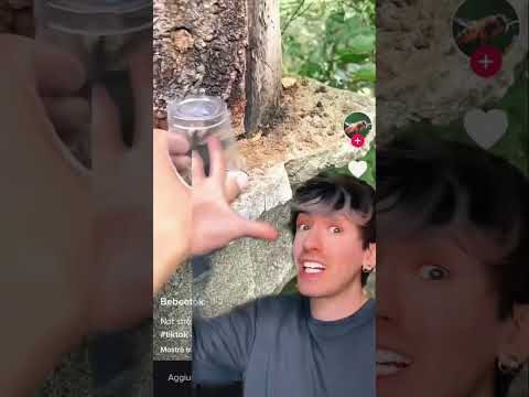 Video: Come Intrappolare un Topo (con Immagini)