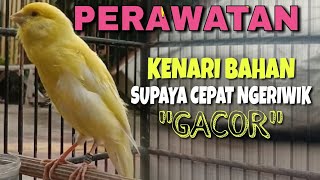 Cara Perawatan Kenari Bahan Cepat Ngeriwik & Gacor