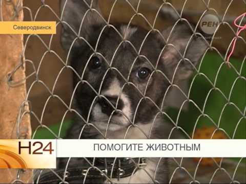 Приют пиф донецк. Котельнич приют для животных. Собачий приют жуковский раменское. Приют для бездомных животных. Собачий приют в махачкале.