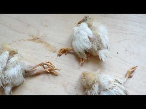Видео: Что вызывает растопыренные ноги у кур?