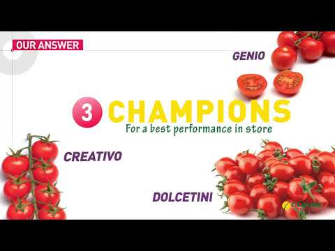 Video: Klasický zástupce růžových odrůd: produktivní rajče Fidelio, které se velmi snadno udržuje