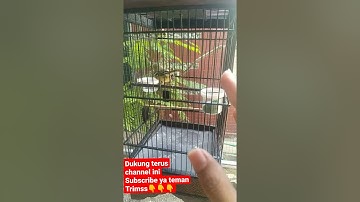 Kondisi BURUNG SIRTU SETELAH melewati PROSES PERGANTIAN Sangkar #giveawaysirtu 10.000 subscriber