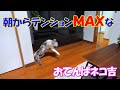 朝からテンションMAXな三毛猫ネコ吉