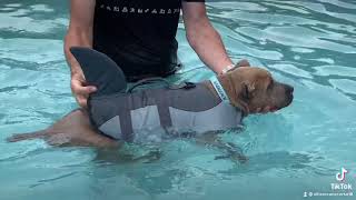 Corso pup learning to swim