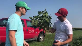 Singh Soynomics Soybean Plant Phenomics - 2018 video 2