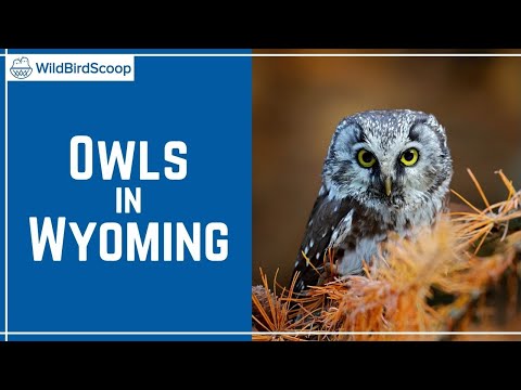 Owls In Wyoming: 13 Species In The Cowboy State