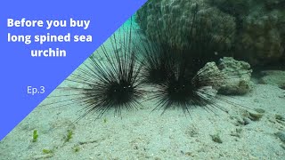 Before you buy LONG SPINED SEA URCHIN