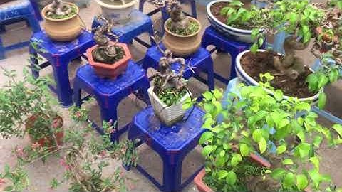 CÂY LỘC VỪNG SONG THÂN RẤT ĐẸP 8 TRIỆU