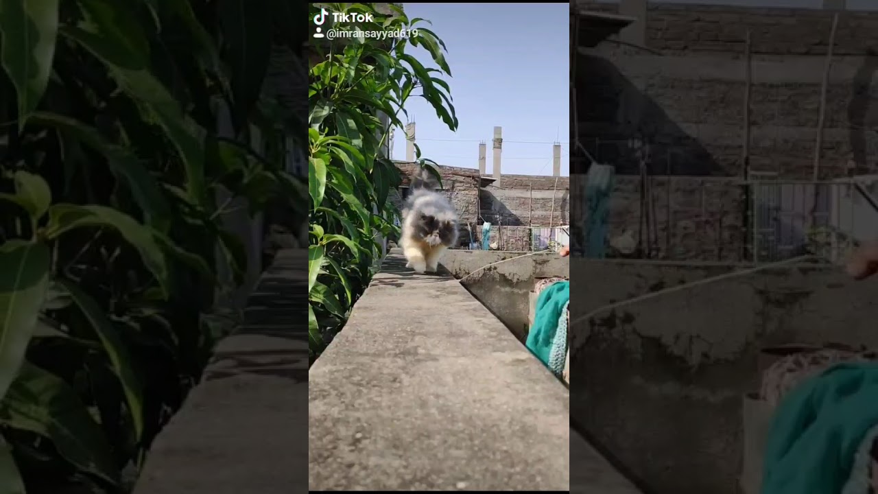 My extreme punch face Persian male cat. 