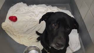 Acs A807414