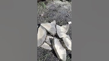 Log cabin built by one person stacking thick logs alone #shorts