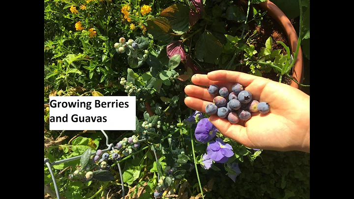 Growing Berries and Guavas - DayDayNews