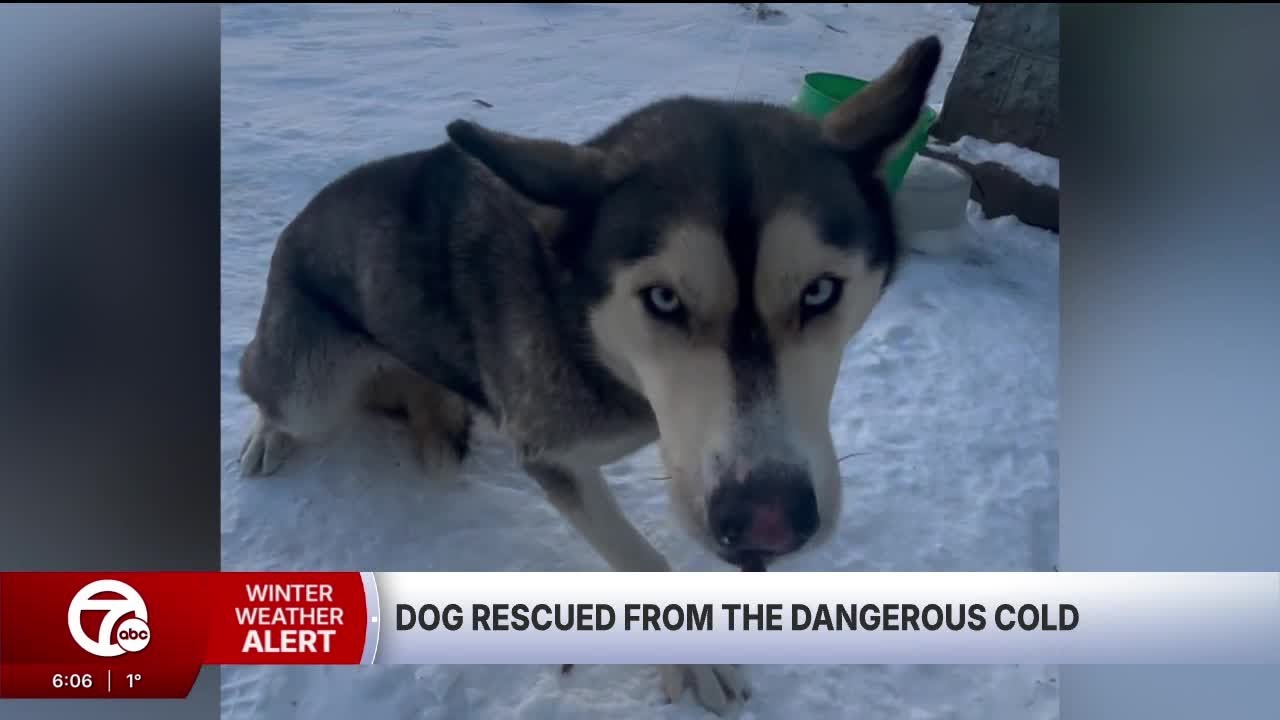 Keeping pets safe in the dangerous cold