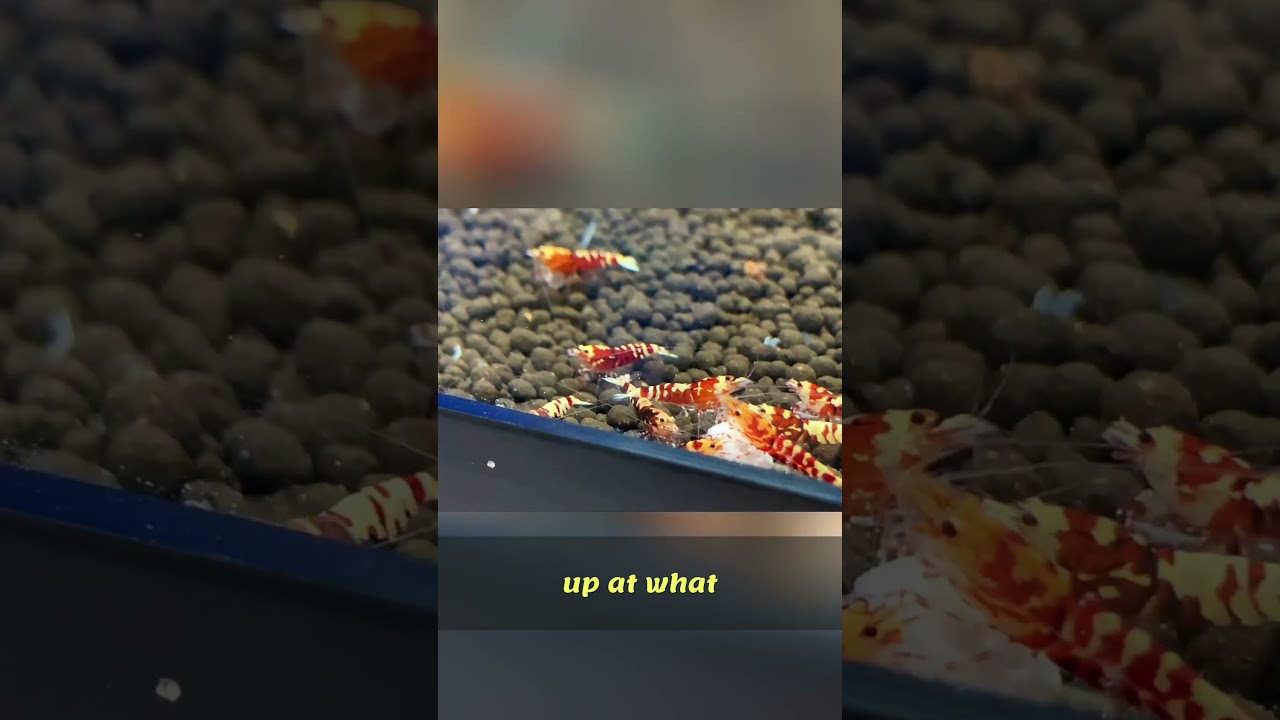 Shrimp vs Snails: Which Pet Invertebrate is Cheaper