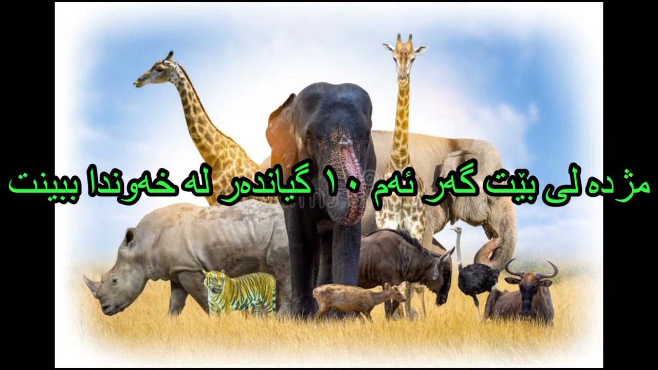 مژدە لی بێت گەر ئەم ١٠ گیاندەر لە خەوندا ببینت - Dream reading in kurdish