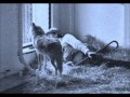 Capture de la vidéo Frankie Zhivago-Unhappy Man