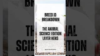 Rhode Island RedBreed ID: PoultryEvaluationStudy Guide  #ageducation #rhodeislandred #chickenbreeds