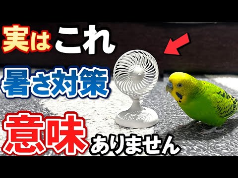 鳥浴盆の熱波対策、Tupperwareトリックで夏を涼しく