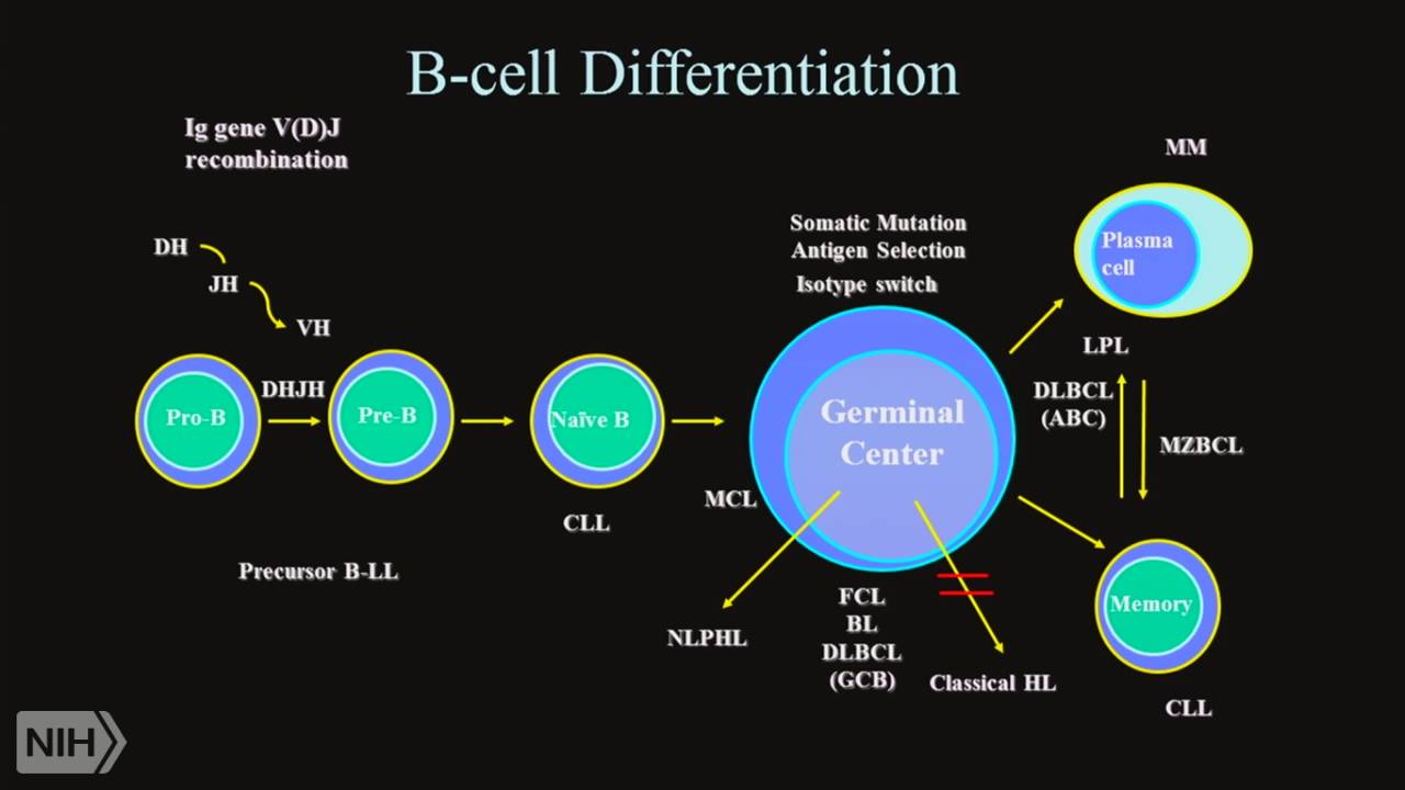 TRACO 2016: Lymphoma and Ovarian cancer