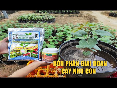 Video: Chăm Sóc Nho Mùa Hè: Cách Cho Nho Non Vào Tháng 8, 7, 6 Như Thế Nào? Cách Chăm Sóc? Kali Và Các Loại Phân Bón Khác