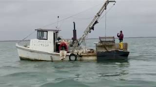 A multi-agency law enforcement surge operation led by texas game
wardens has made sizable dent in illegal commercial oyster harvest and
possession along th...