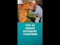 Топ 10 самых больших грызунов #шортс #грызуны  #нтересное #топ10 #shorts #комарик