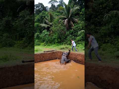 'Emotional Elephant Rescue 🐘❤️ Stuck in Mud, Saved #ElephantRescue AnimalRescue #HeartTouching
