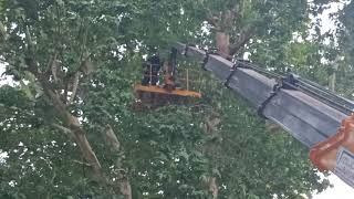 İzmitte Dev Çınar Ağacı Böyle Budandı