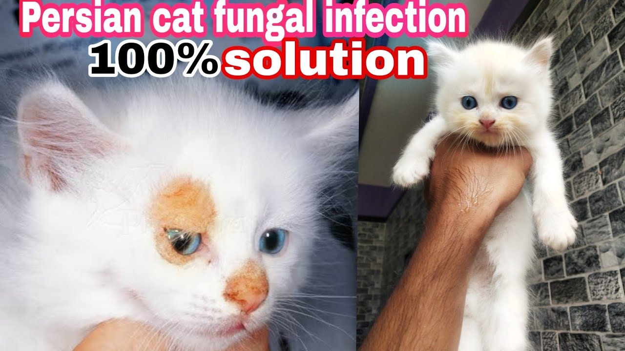 Fungal treatment for Persian Cat & Dog Cat fungal infection skin