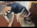 🐈 Коты дрессируют собак! 🐕 Подборка смешных котов и собак для хорошего настроения! 😺