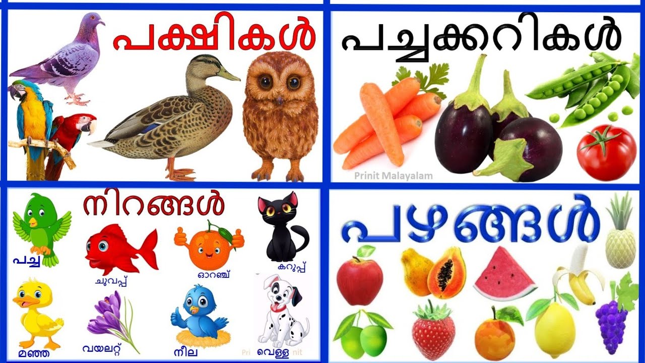 Birds namesvegetable names colours names fruits name Malayalam and English Prinitmalayalam