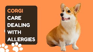 Corgi Care Dealing with Allergies by Pet Care Tips 44 views 6 months ago 2 minutes, 50 seconds