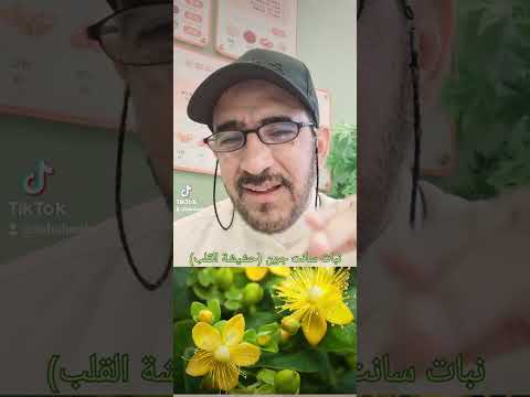 علاج الاكتئاب بنبات سانت جون حشيشة القلب