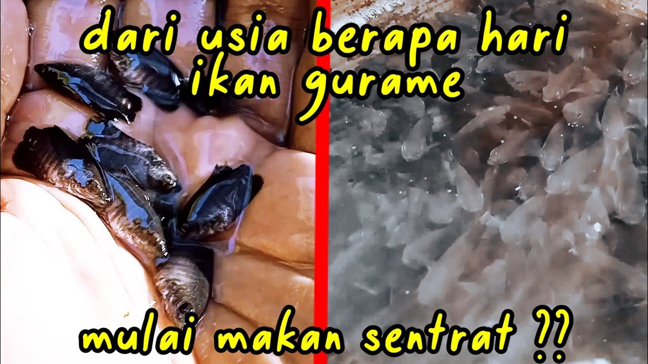 Dari Usia Berapa Hari Bibit Ikan Gurame Mulai Makan Sentrat ?