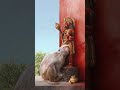 pavamana pavamana shankaru sharan🌹🙌🏻🙌🏻