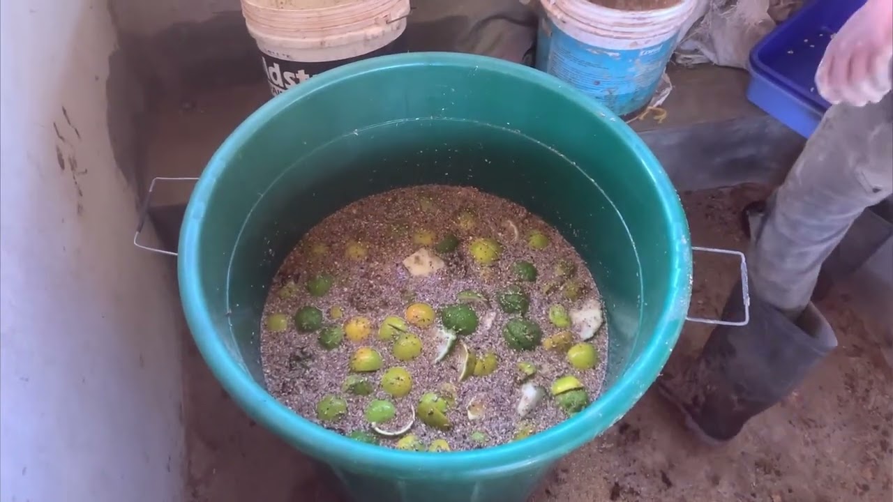 How To Make Your Own IMO for NO Smell Pigs' House