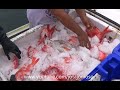 Unloading the fish  /  Descargando el pescado  /  Descarregando o peixe  /  تفريغ الأسماك