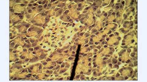 Lab 1 - Endocrine System