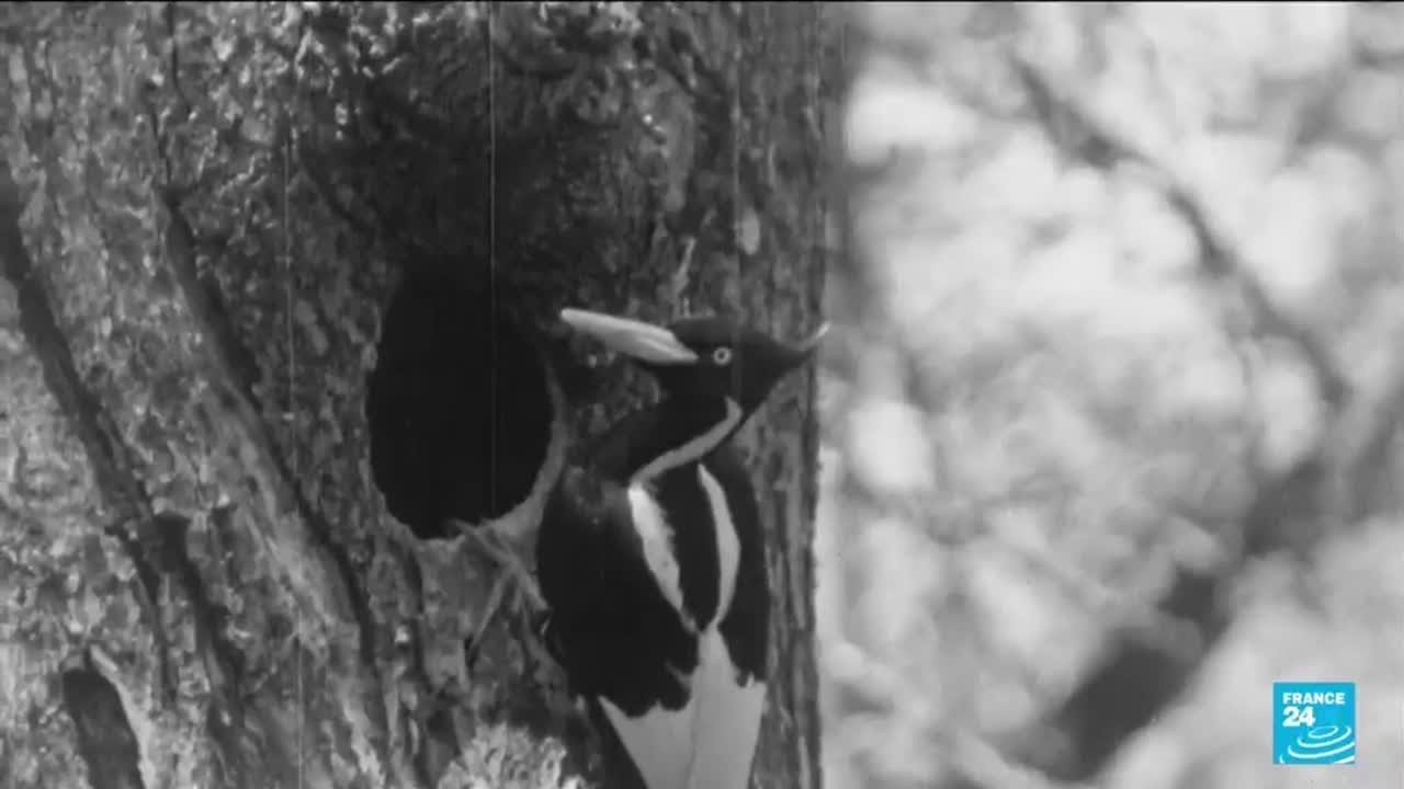 US to declare 23 species, including ivory-billed woodpecker, officially extinct • FRANCE 24