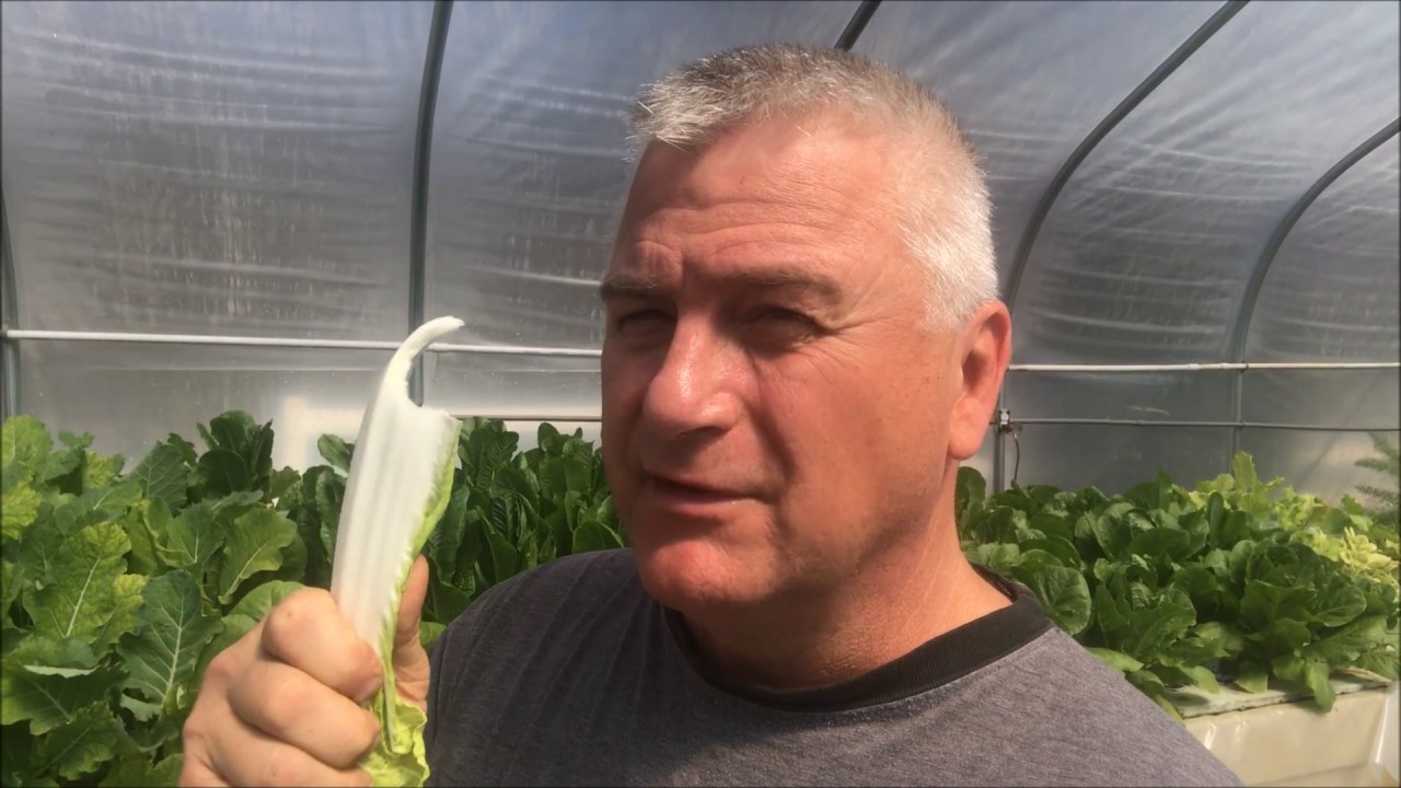 March 12th Greenhouse Harvest